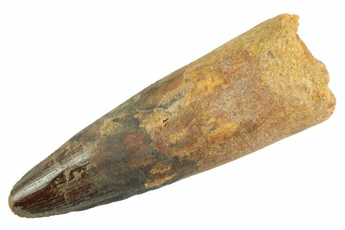 Bargain, Real Fossil Spinosaurus Tooth - Composite Tooth #347208